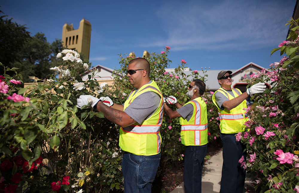 Three men wearing safety vests pruning roses