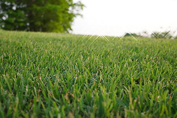 Bermuda grass