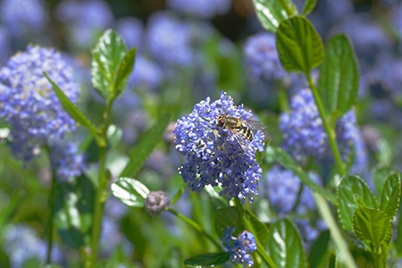 Honey Bee Extracing Nectar from Ceanothus Flower