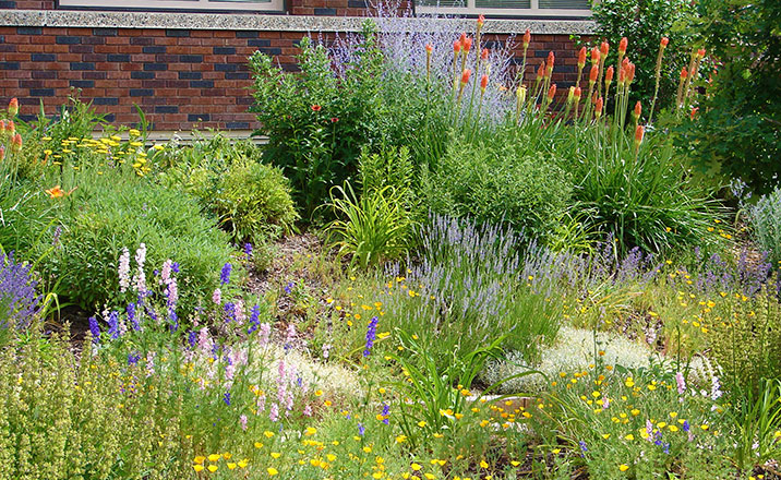 drought-tolerant-and-water-wise-landscaping-rebate-programs-tilly-design