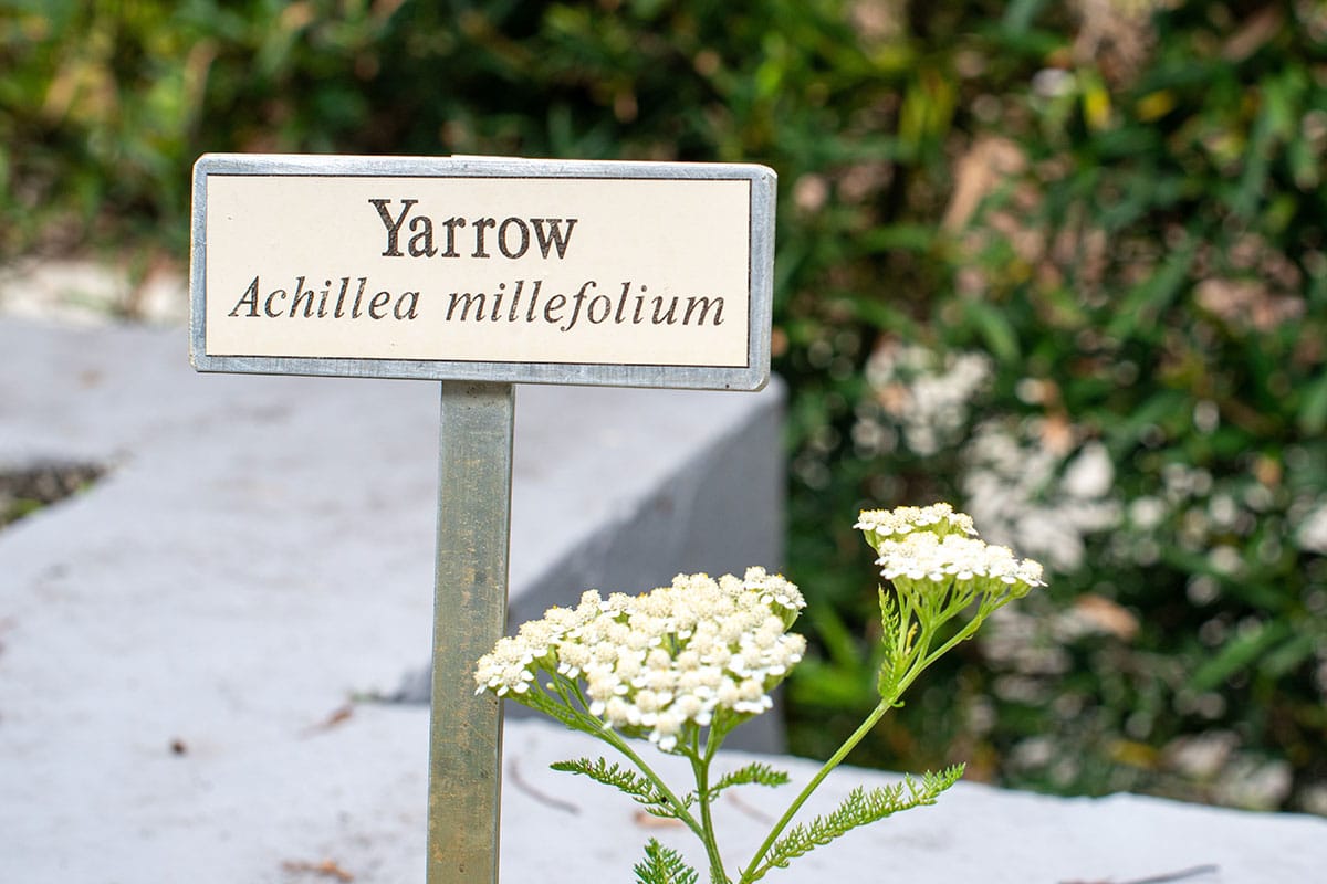An informational plaque in a sustainable landscape stands next to a native plant and reads “Yarrow, Achillea millefolium”