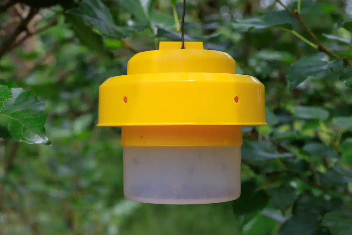 A plastic, glass-shaped insect trap hanging in a tree