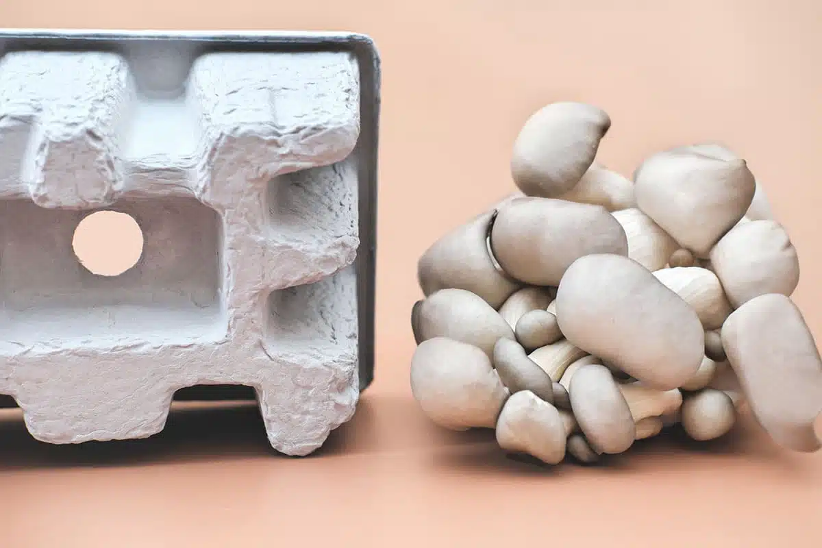 A packing container molded to fit an electronics device sits next to a large pile of mushrooms.