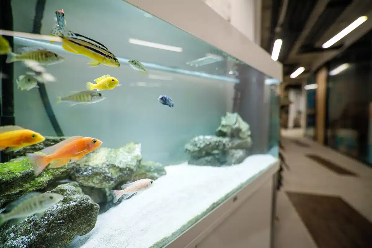 A close-up of a fish tank in the hallway of an office building