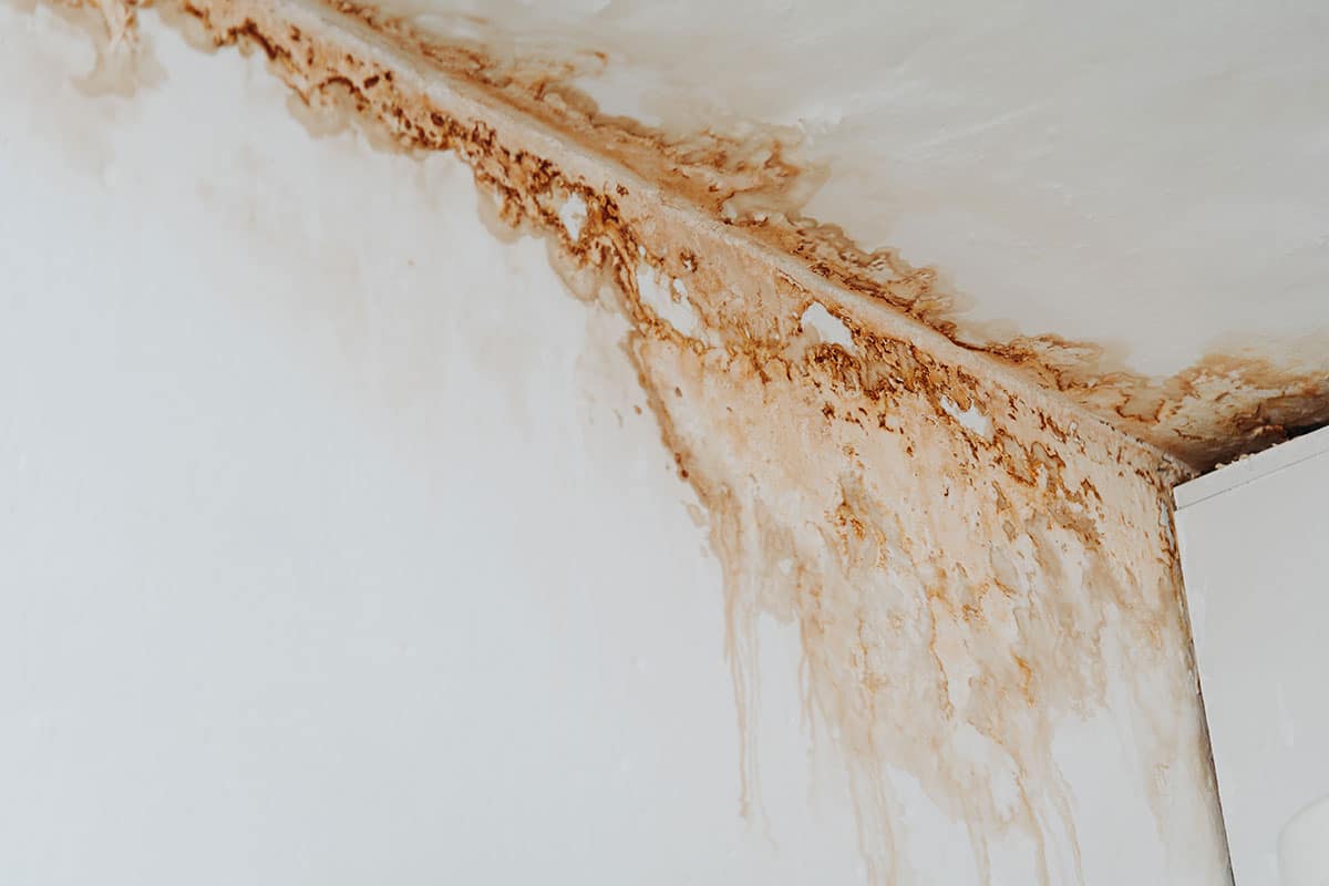Close-up of a mold infestation on a ceiling of a commercial building.